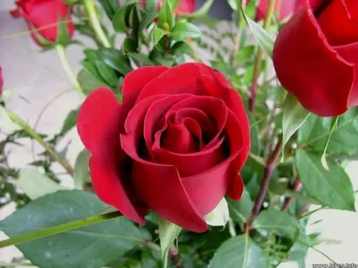Tanaman Bunga Hias Hidup Tanaman Bunga Bunga Mawar Merah Bunga Rose Lazada Indonesia