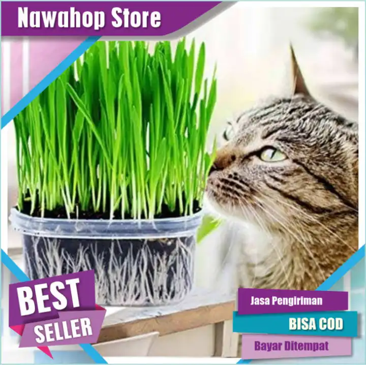 MENERIMA COD BENIH RUMPUT GANDUM WHEATGRASS-CAT GRASS-RUMPUT 