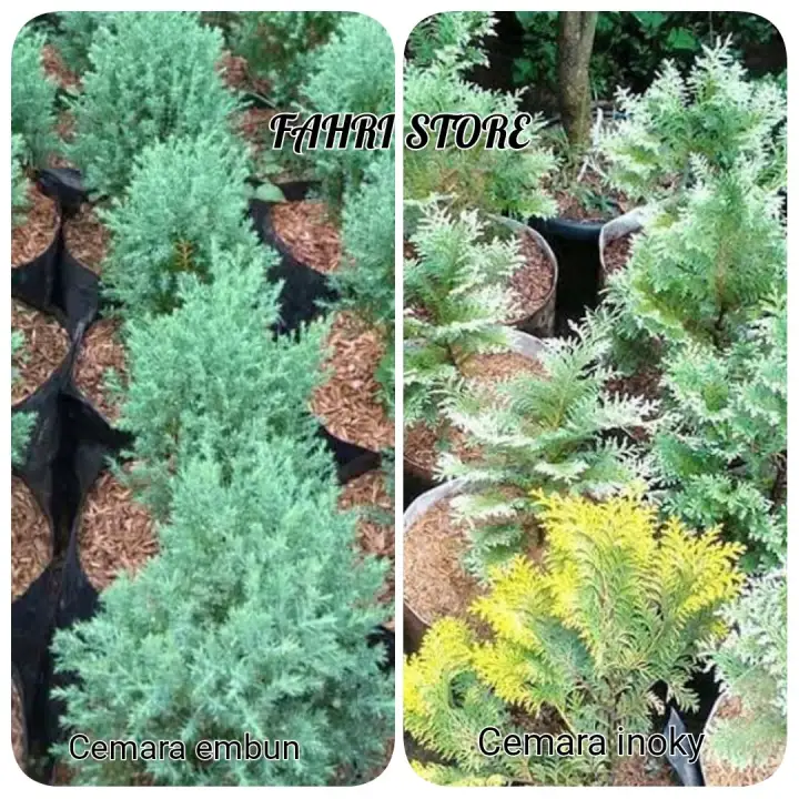 Paket Dua Jenis Tanaman Hias Pohon Cemara Inoky Cemara Embun Free Pot Hitam Ukuran 15 Lazada Indonesia