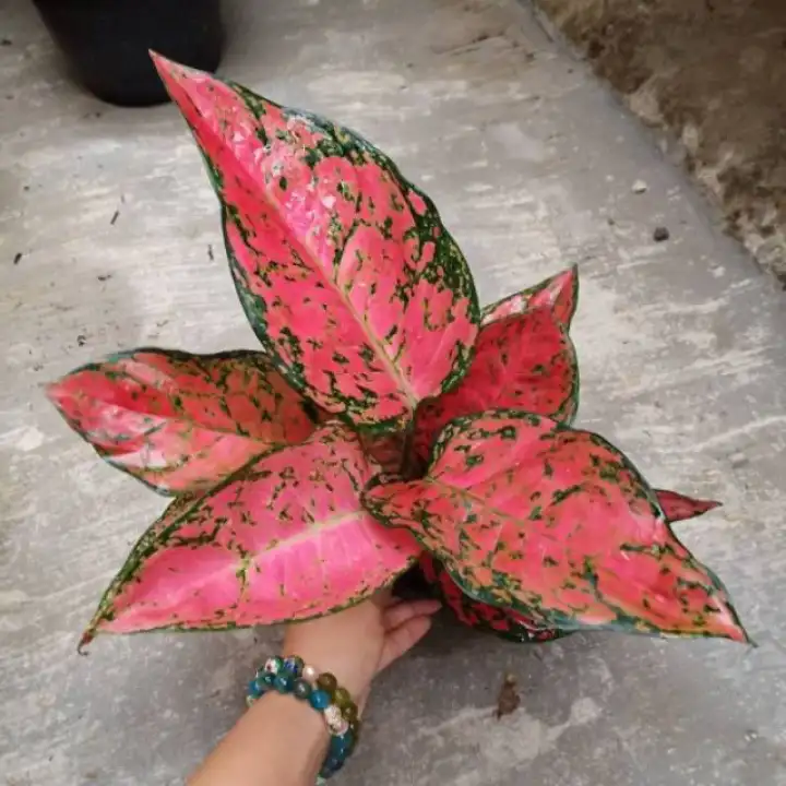 Bibit Bunga Aglonema Big Apple Aglaonema Big Apple Lazada Indonesia