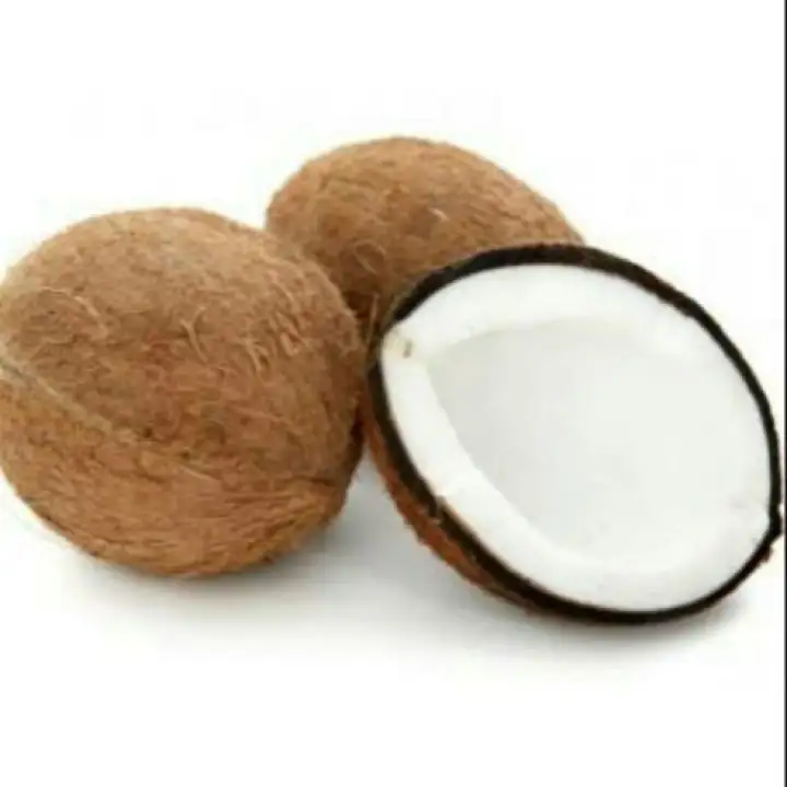 Kelapa Tua 1 Biji Lazada Indonesia