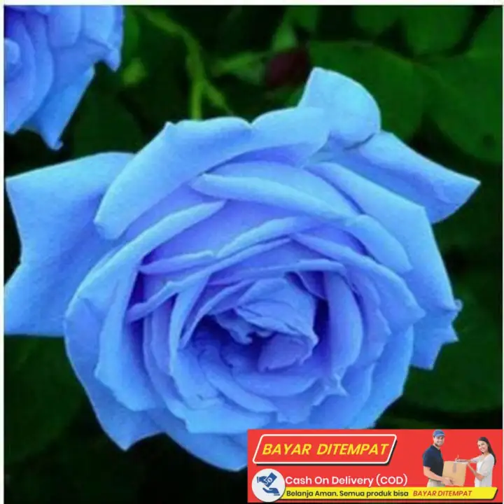 Benih Bibit Biji Bunga Mawar Biru Langit Biru Muda Lazada Indonesia