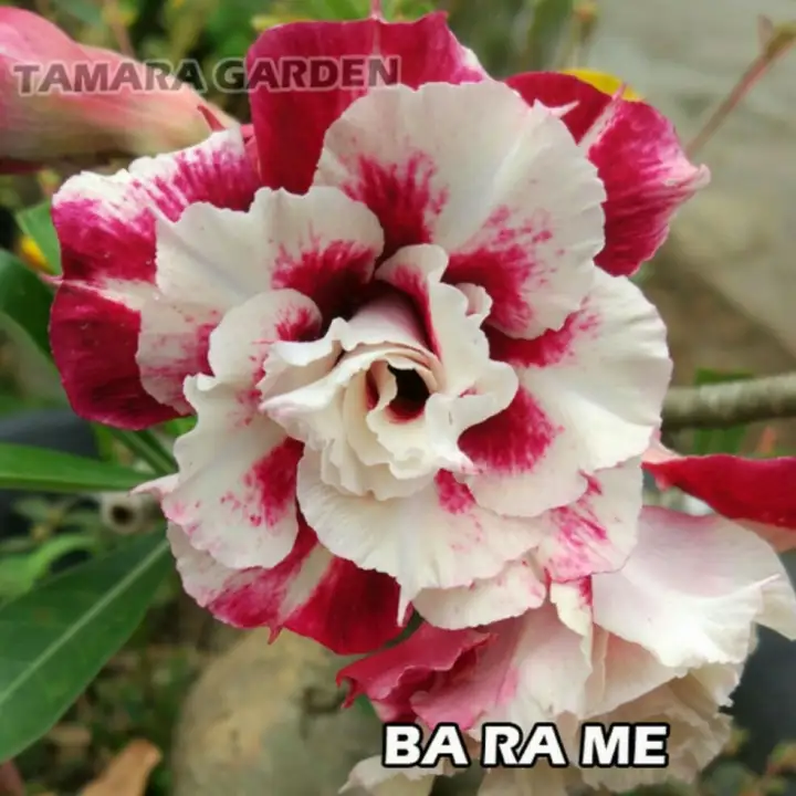 Bibit Bunga Kamboja Adenium Barame Lazada Indonesia