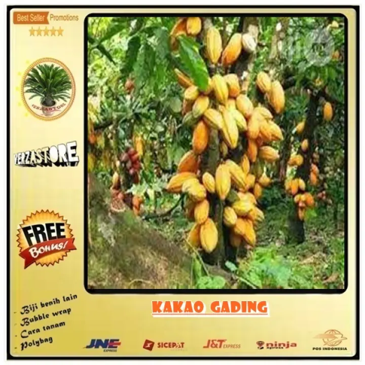 Biji Benih Kopi Coklat Kakao Gading 10 Biji Lazada Indonesia