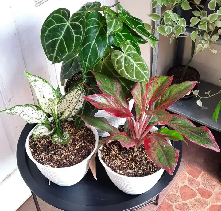 Paket 3 Jenis Tanaman Hias Cantik Aglo Snowhite Aglo Lipstik Kuping Gajah Lazada Indonesia