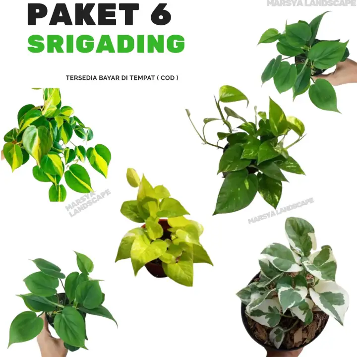 Tanaman Hias Sirih Gading Hemat 6 Jenis Tanaman Gantung Srigading Tanaman Merambat Tanaman Menjuntai Tanaman Gantung Lazada Indonesia