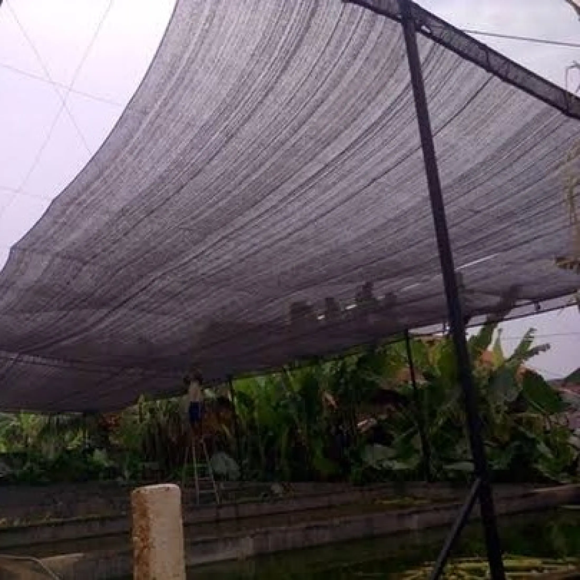 Jaring Paranet 65 Persen Panjang 5 Meter X Lebar 3 Meter Atap Rumah Lazada Indonesia