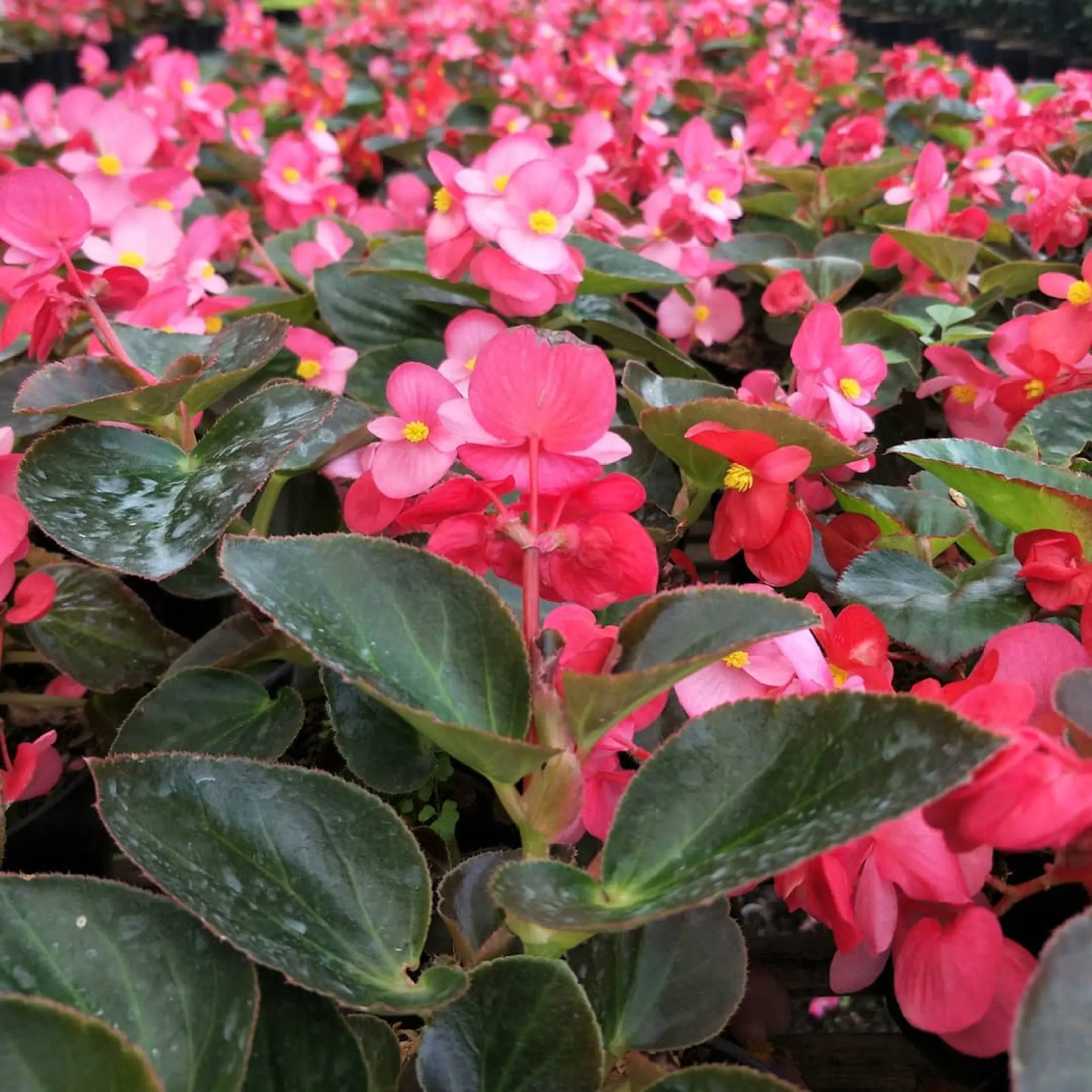 Tanaman Gantung Bunga Begonia Merah Jerman Kualitas Super Promo Tanaman Gantung Cod Lazada Indonesia