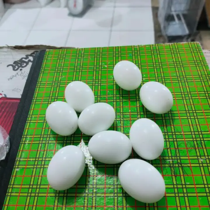 Telur Palsu Untuk Burung Merpati Dara Jalak Puter Lazada Indonesia