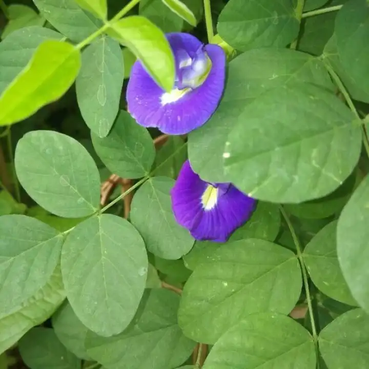 Tanaman Obat Herbal Kembang Telang Bunga Teleng Obat Mata Lazada Indonesia