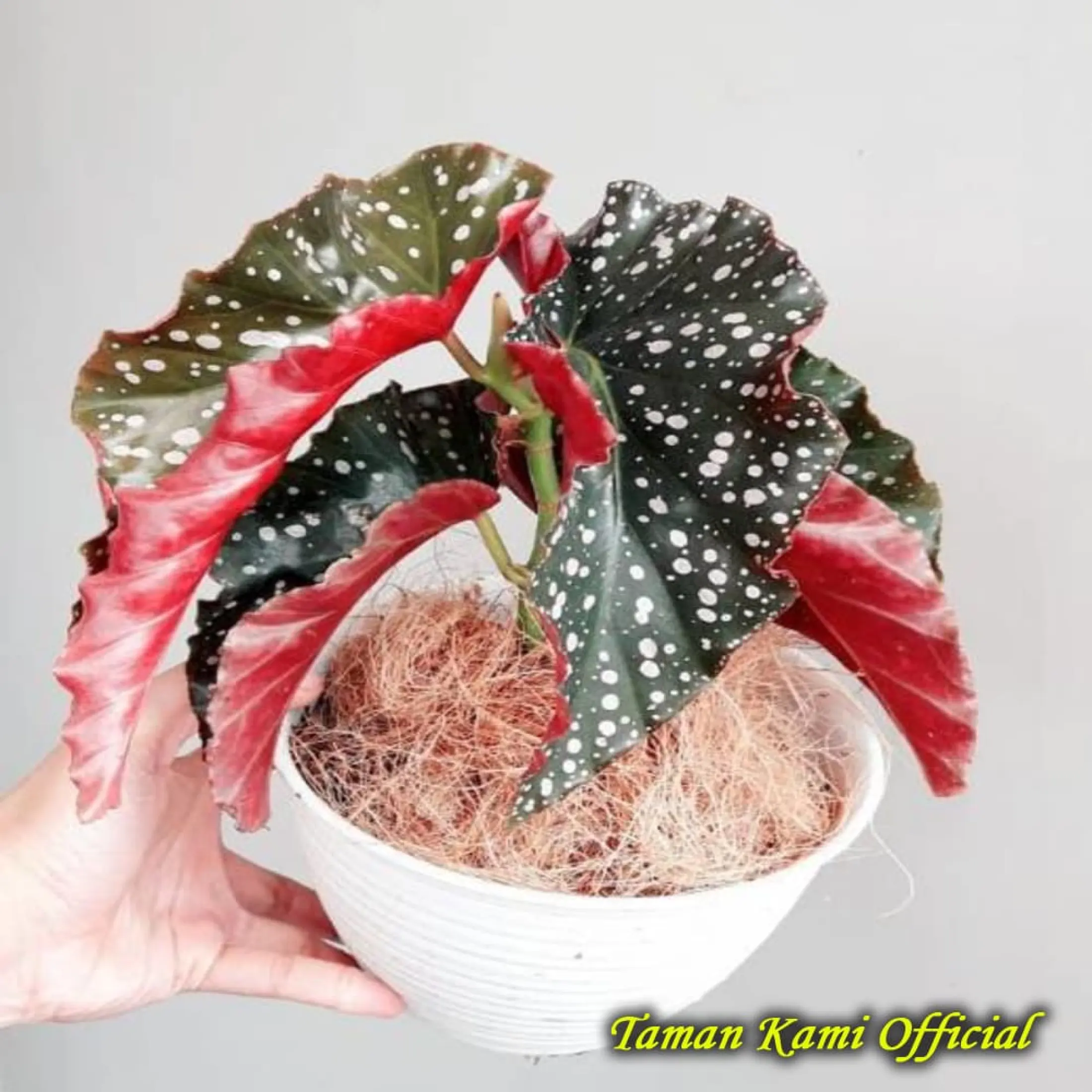 PAKET 20 JENIS TANAMAN HIAS BEGONIA Begonia mocca begonia maculata tanaman  gantung begonia Promo Exclusive