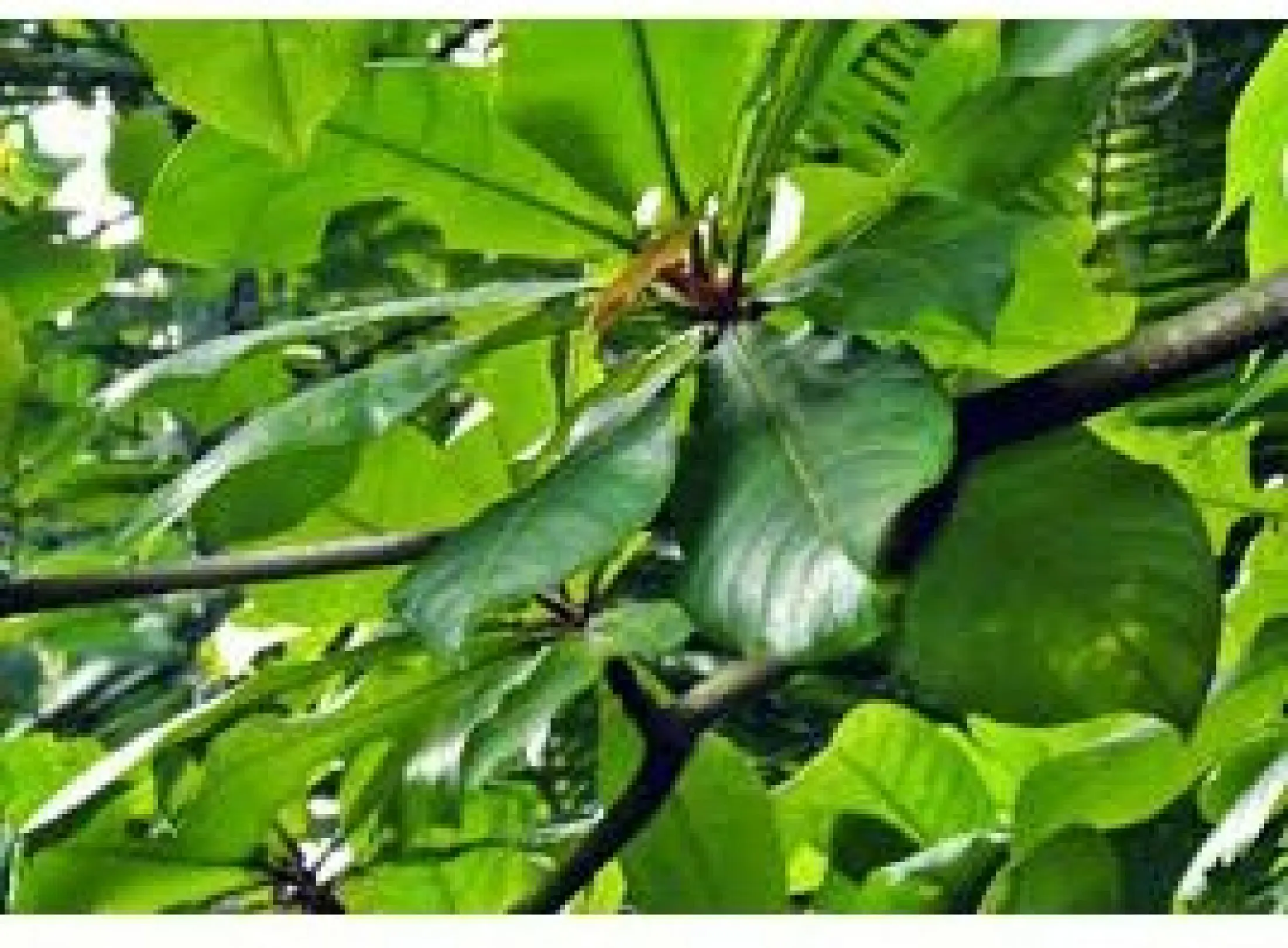 Daun Ketapang Kering 50lbr Lazada Indonesia