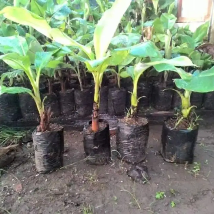 Tanaman Bibit Pisang Tanduk Jumbo Terlaris Lazada Indonesia