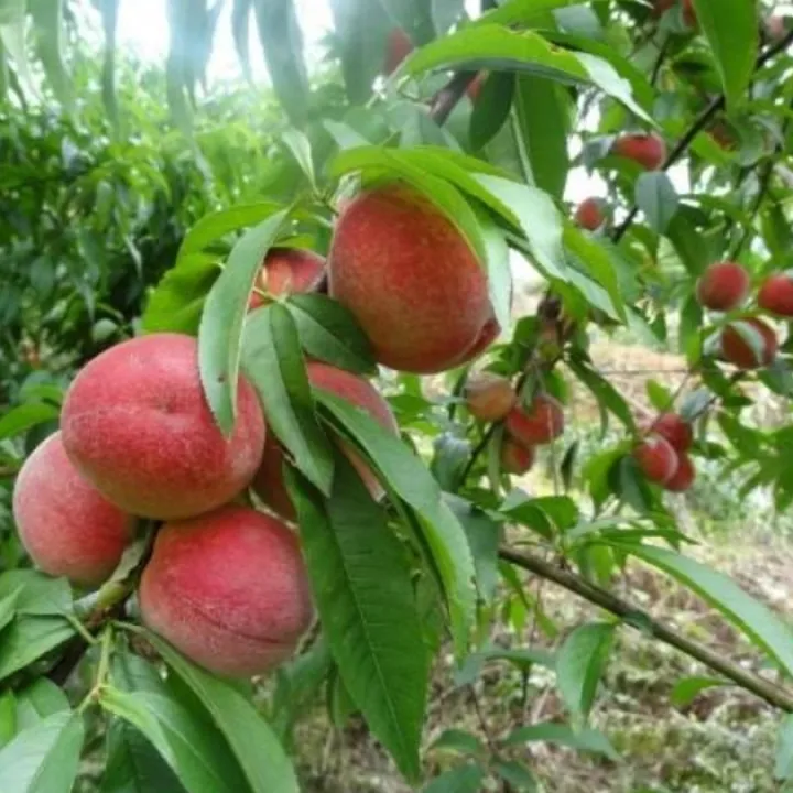 Bibit Buah Persik Tanaman Hidup Lazada Indonesia