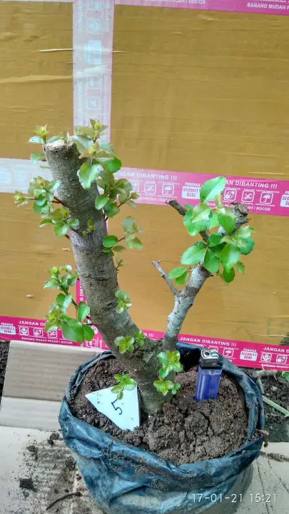 Bahan Bonsai Rukem Lazada Indonesia