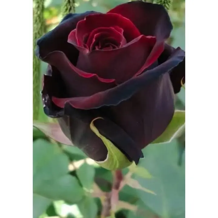 Bibit Tanaman Hias Bunga Mawar Hitam Blackrose Lazada Indonesia
