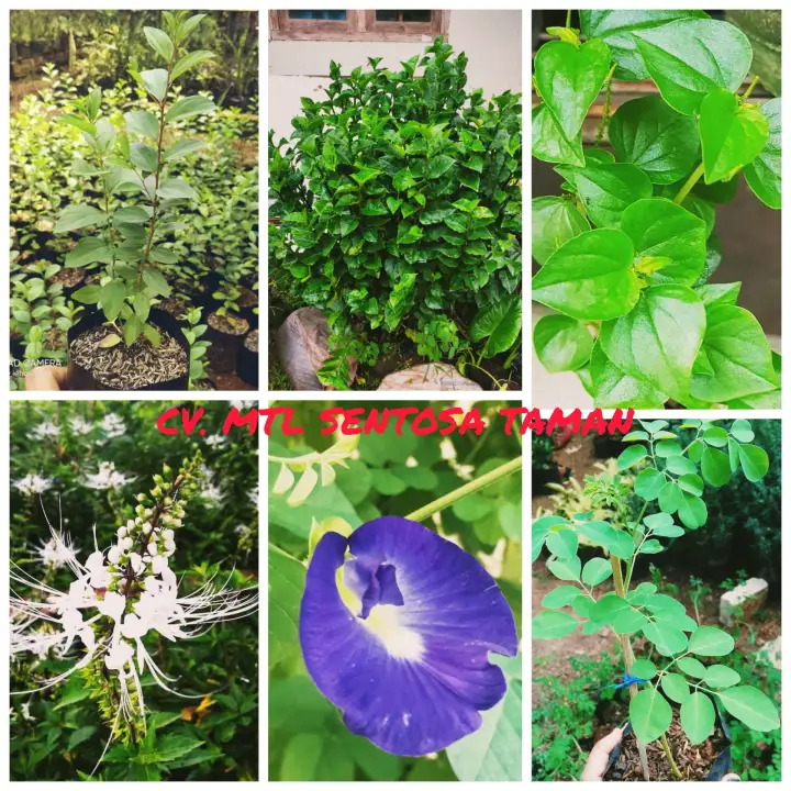 Paket Hemat 6 Jenis Tanaman Herbal Pohon Herbal Lazada Indonesia