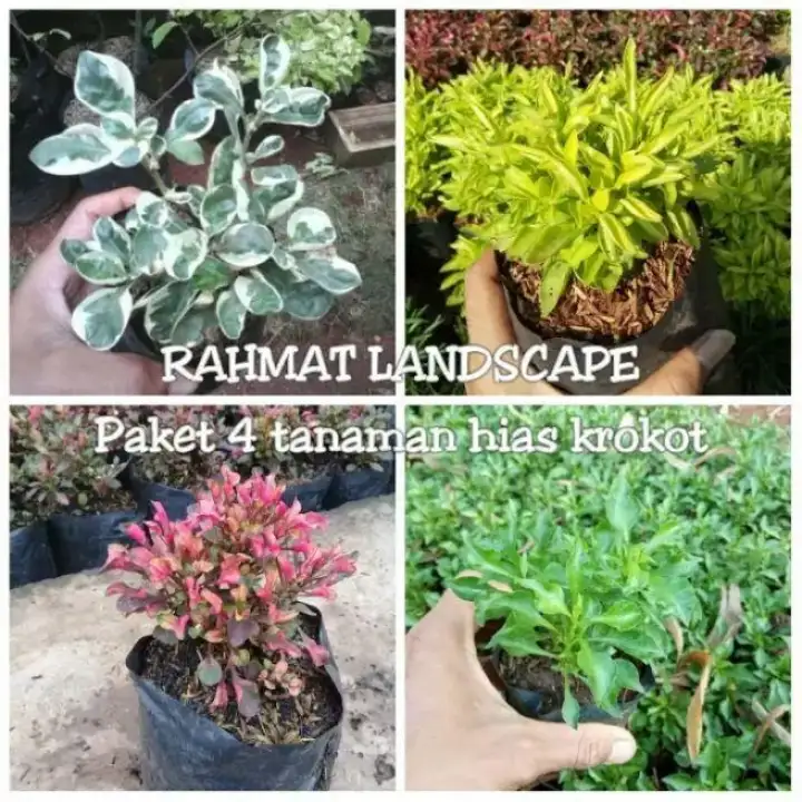 Paket 4 Jenis Tanaman Hias Krokot Krokot 4 Warna Lazada Indonesia