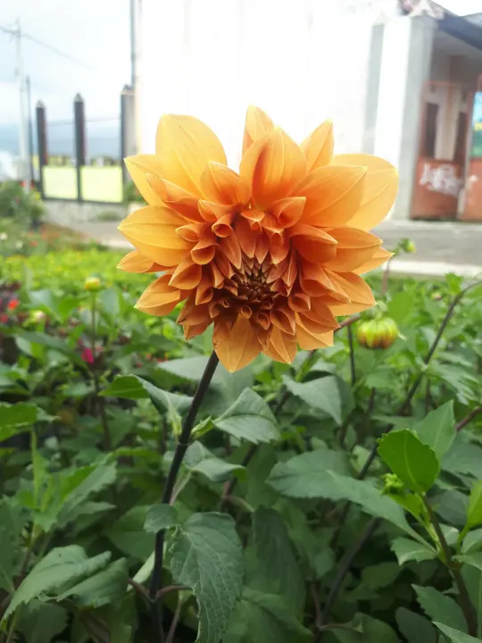 Tanaman Hias Bunga Dahlia Lazada Indonesia