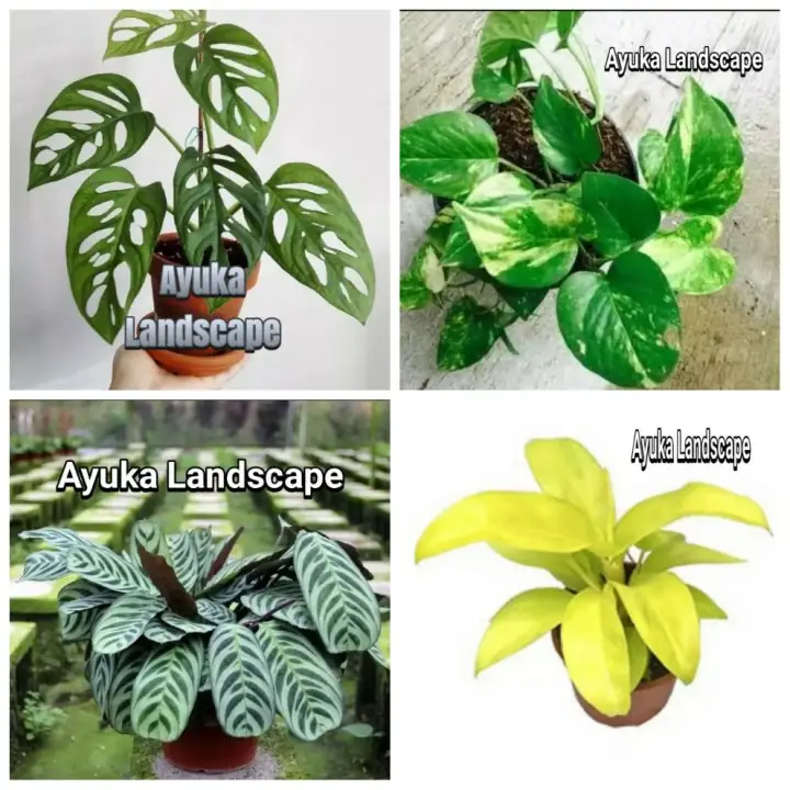 Pohon Tanaman Hias 4 Jenis Tanaman Hias Lazada Indonesia