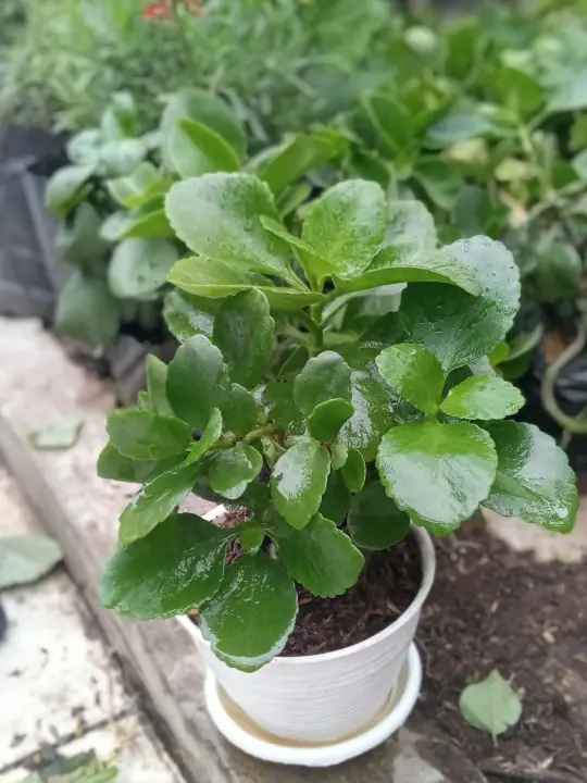 Tanaman Hias Buntiris Binga Merah Calancu Cocor Bebek Lazada Indonesia Tanaman Hias Buntiris Binga Merah Calancu Cocor Bebek Lazada Indonesia