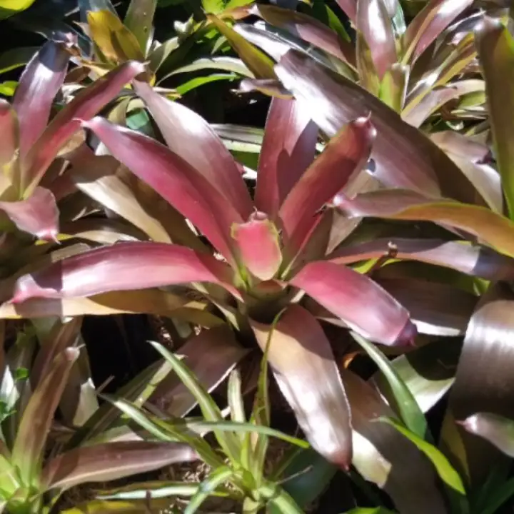 Tanaman Hiyas Bunga Pohon Nanas Merah Lazada Indonesia