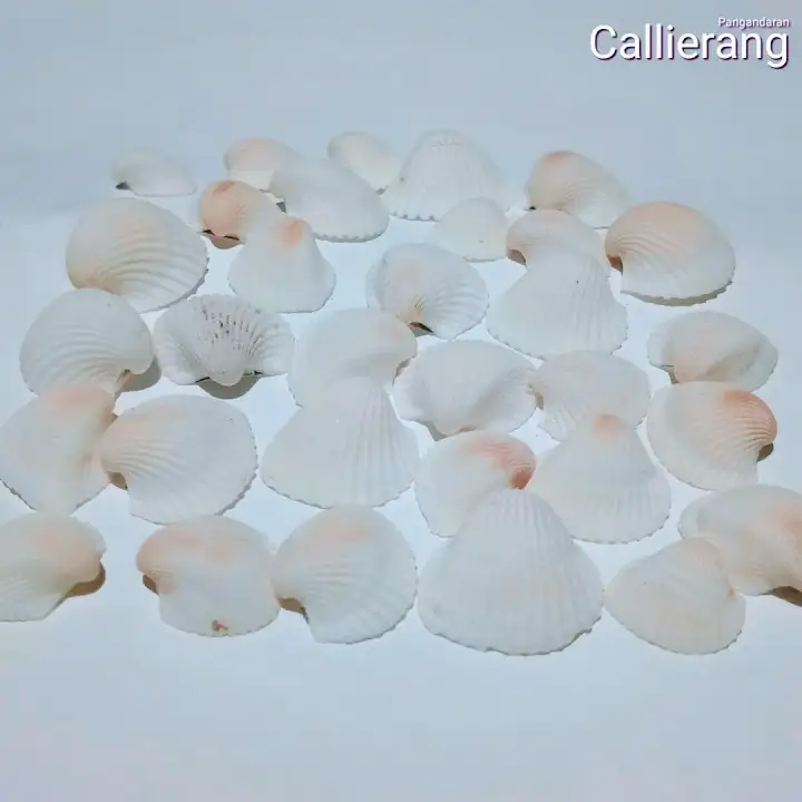 Kulit Cangkang Kerang Lazada Indonesia