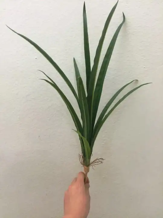 Naindo Daun Anggrek Dengan Buatan Akar Bunga Panjang 59 Cm Lazada Indonesia