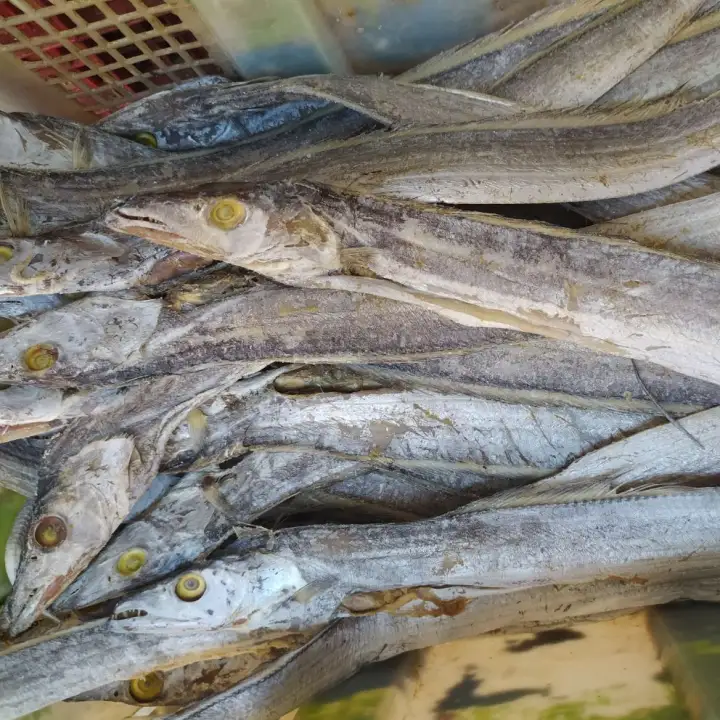 Ikan Asin Layur Panjang 1kg Lazada Indonesia