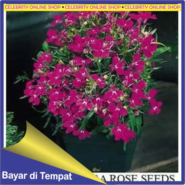 Biji Bunga Lobelia Riviera Rose Very Easy To Grow Lazada Indonesia