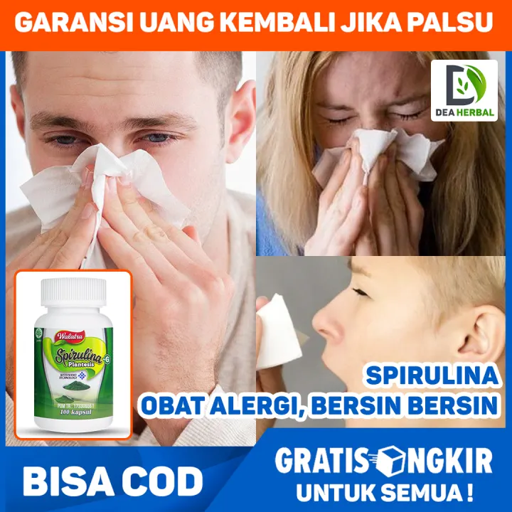 Obat Alergi Bersin Bersin Hidung Tersumbat Kapsul Herbal Spirulina Lazada Indonesia