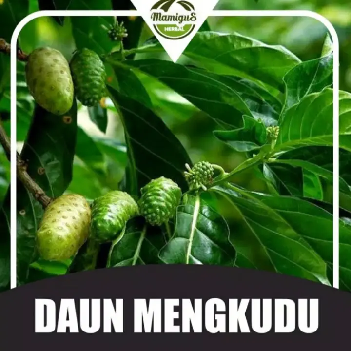 Daun Mengkudu Daun Pace Daun Herbal 100 Gram Lazada Indonesia