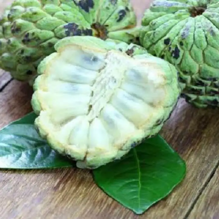 Buah Srikaya Annona Squamosa Buah Nona Lazada Indonesia