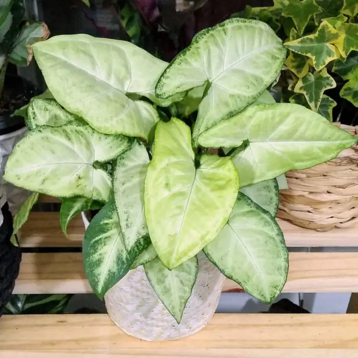 Tanaman Hias Syngonium Putih Tanaman Hias Keladi Putih Tanaman Keladi Susu Tanaman Syngonium Lazada Indonesia