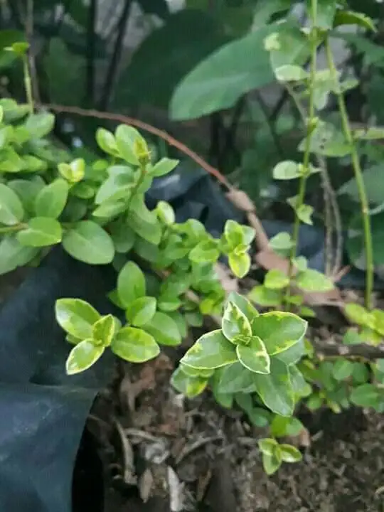 Bibit Bonsai Sancang Daun Varigata Lazada Indonesia