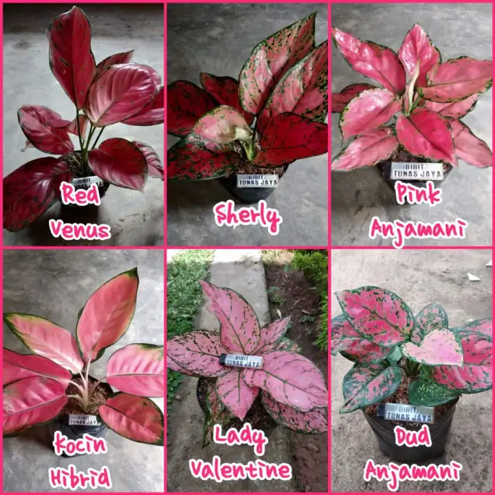 Paket 6 Warna Jenis Tanaman Aglonema Impor Lazada Indonesia