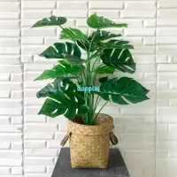 Jual Daun Tapak Gajah Terlengkap Lazada Co Id