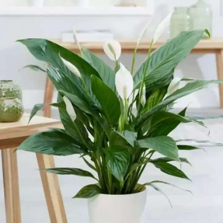 Tanaman Hias Sepatu Filum Peace Lily Tanaman Peace Lily Lazada Indonesia