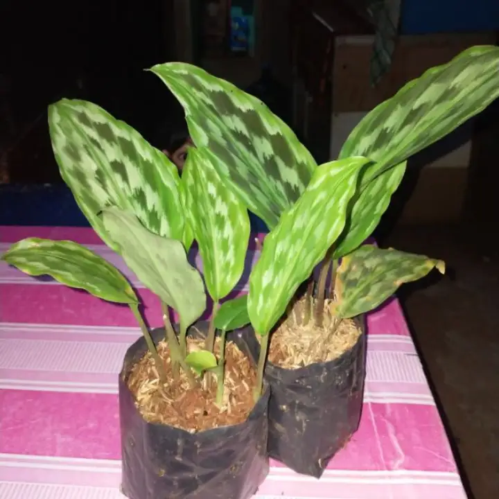 Jual Tanaman Kadaka Pedang Daun Panjang Go Send Only Kab Bogor Taman Modern Tokopedia