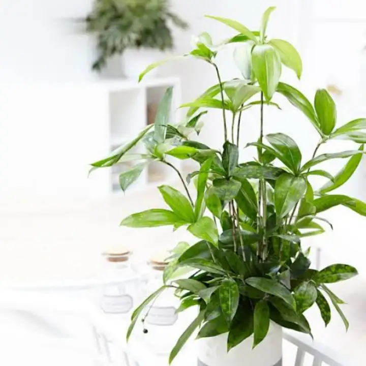 Tanaman Hias Bambu Jepang Dracena Hijau Lazada Indonesia