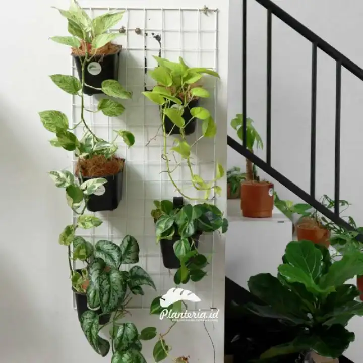 Vertical Garden Indoor Mininalist Cocok Untuk Menyerap Polusi Di Dalam Ruangan Lazada Indonesia
