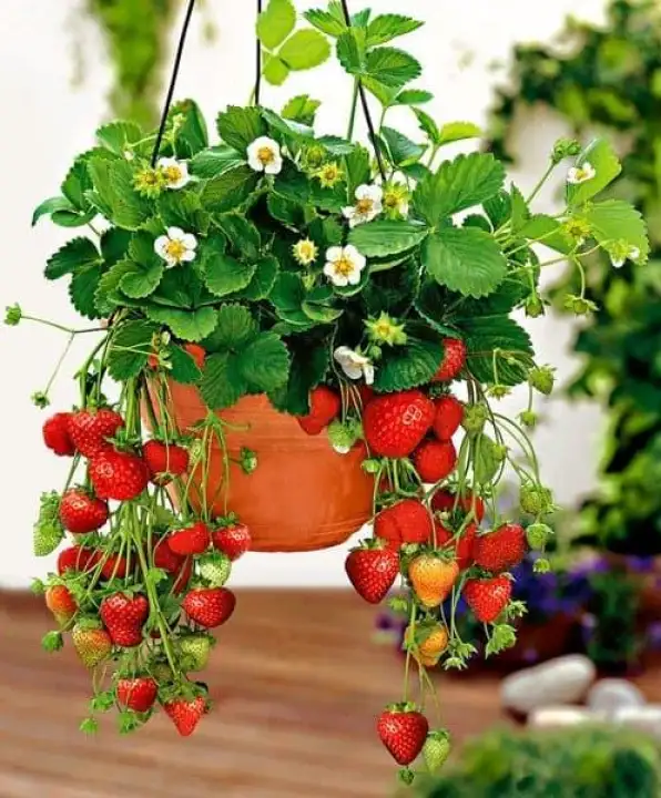T4b Bibit Tanaman Buah Strawberry Red Super Anjai Lazada Indonesia