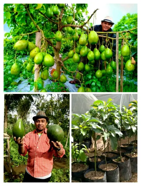 Bibit Unggul Super Alpukat Pangeran Jenis Cepat Berbuah Hasil Pembibitan Pohon Buah Terbaik Lazada Indonesia