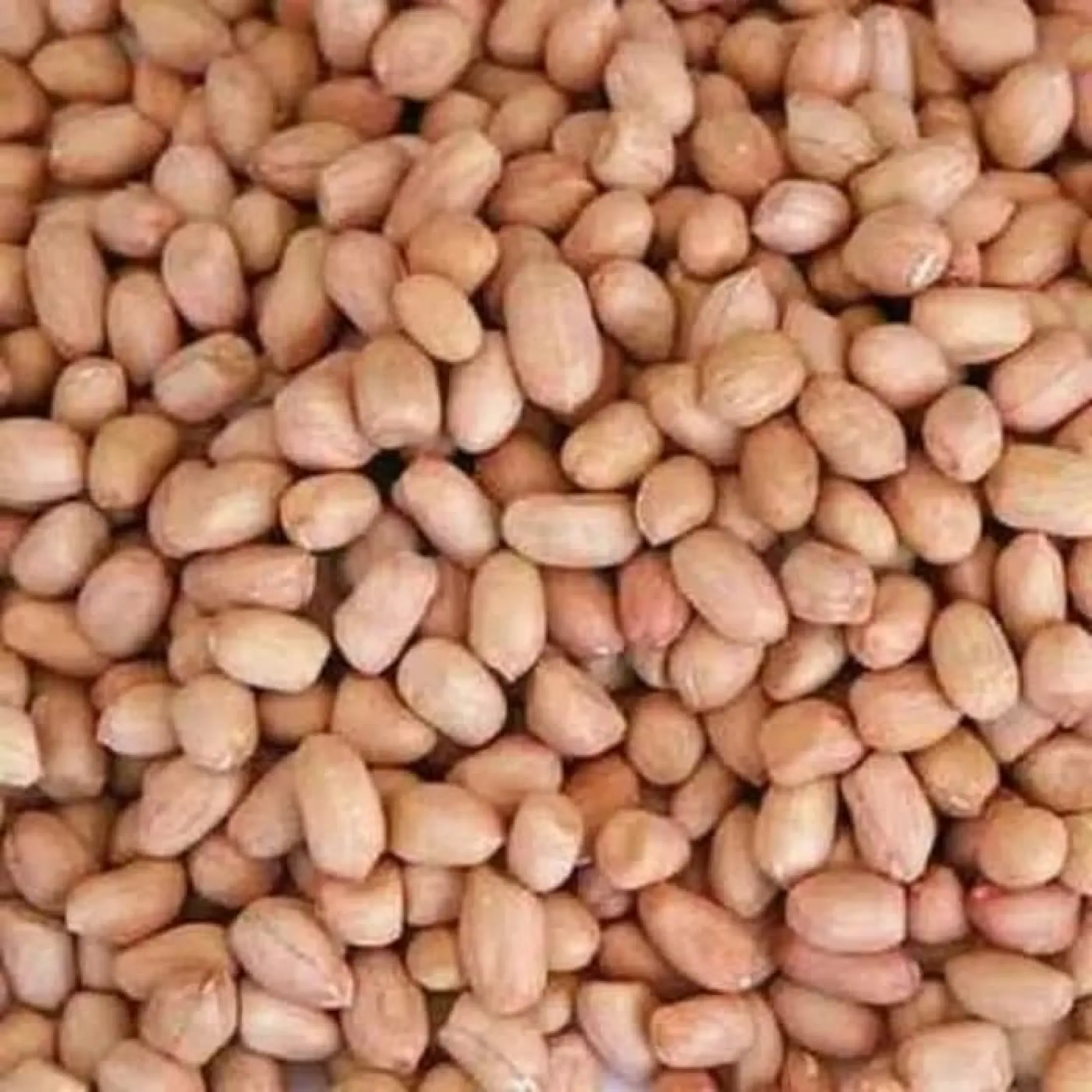 Bibit Kacang Tanah Super Sudah Kupasan Isi 1 2 Kilo Lazada Indonesia