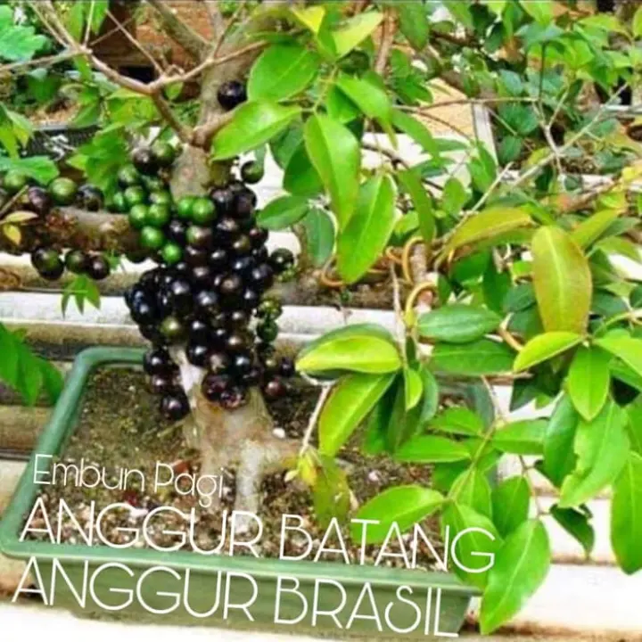 Ins3t Bibit Pohon Anggur Brazil Atau Anggur Batang Jenis Preco Cepat Buah Lazada Indonesia