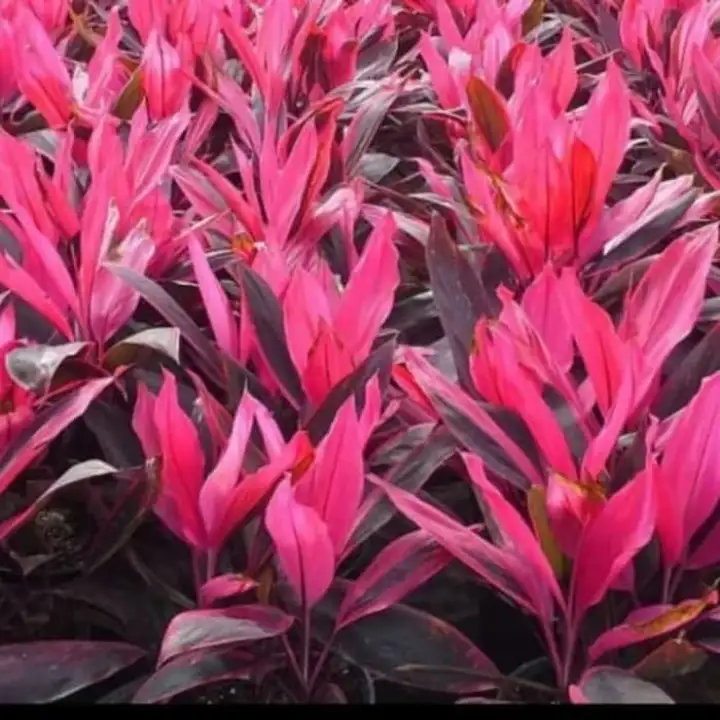 Tanaman Hias Hanjuang Merah Andong Merah Hanjuang Merah Lazada Indonesia