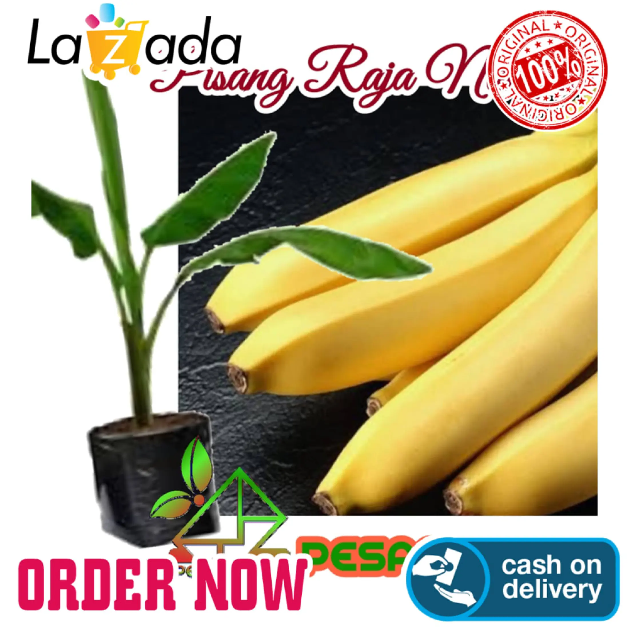 T3nar Bibit Pisang Raja Nangka Lazada Indonesia