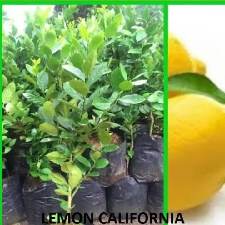 (COD)bibit jeruk lemon kalifornia cepat berbuah tinggi 50-70cm