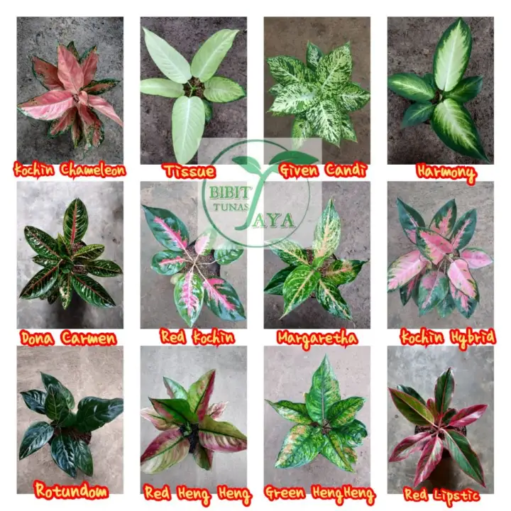 Paket 12 Jenis Tanaman Bunga Hias Aglaonema Aglonema Lazada Indonesia