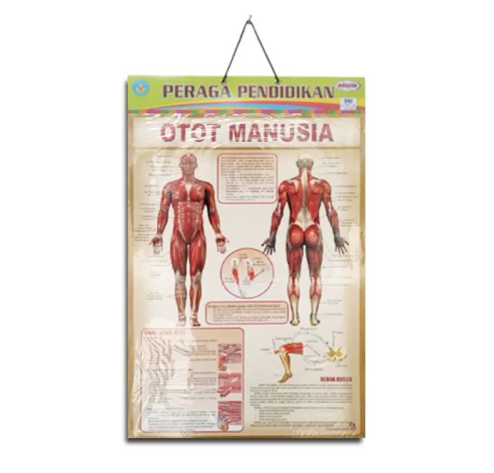 Poster Pendidikan Otot Manusia Lazada Indonesia